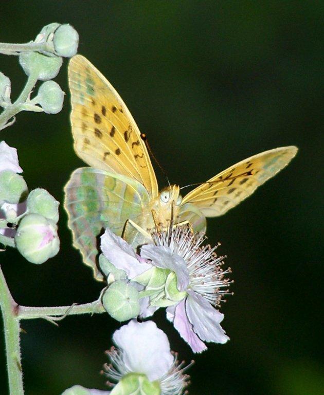 papillon