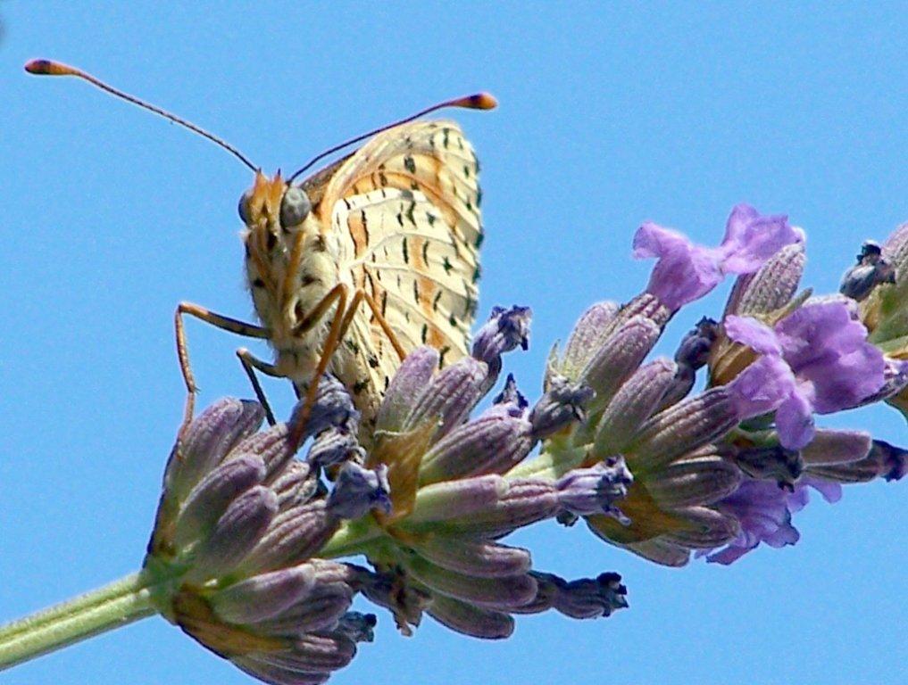 papillon 100_1824