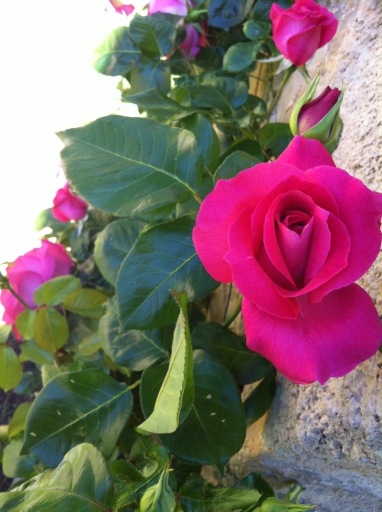 Rose de mai ! tu me plais !