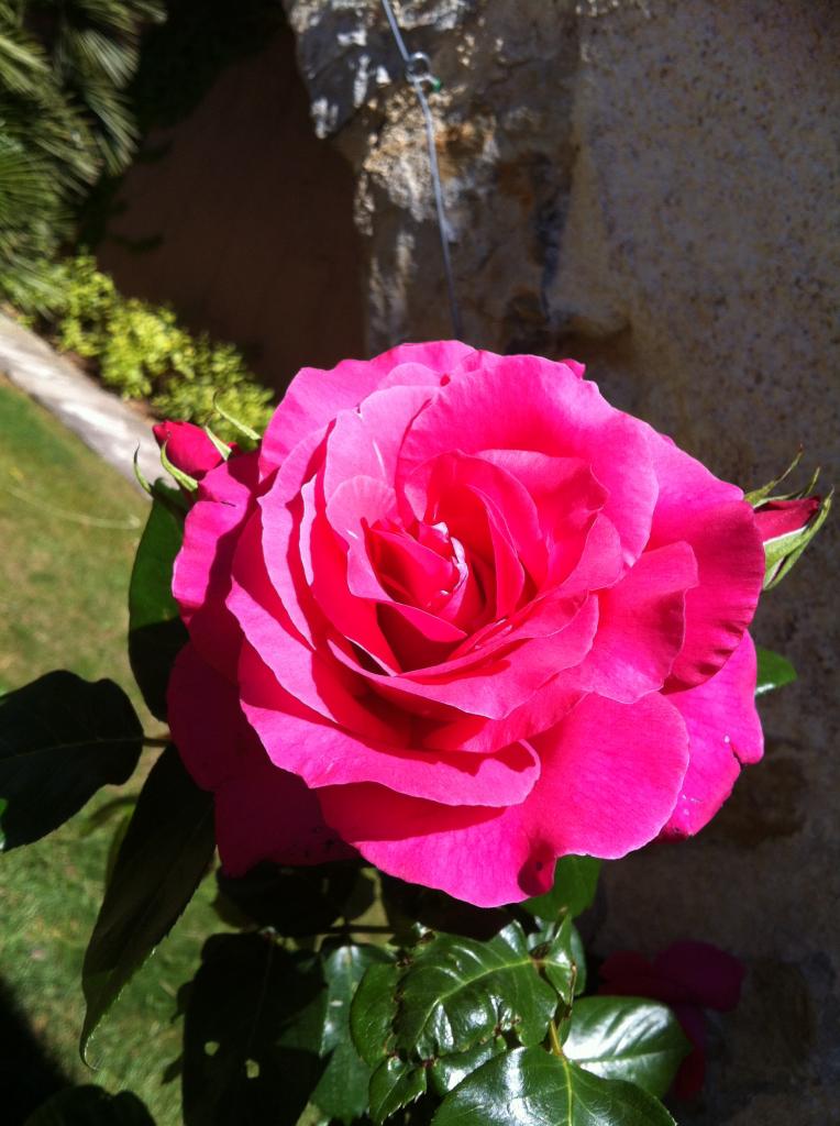 Rose de mai ! toujours tu me plais !