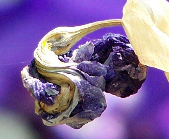 iris 03