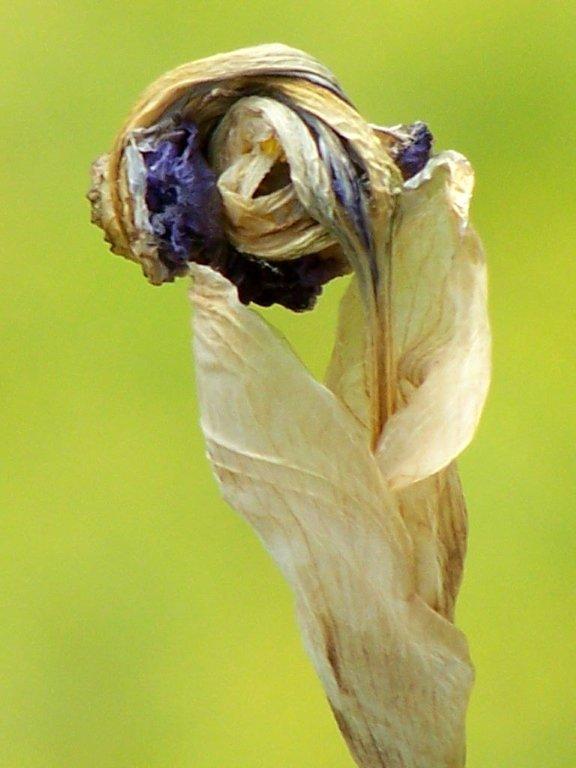 iris 06
