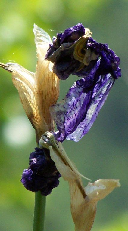 iris 10