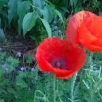 Coquelicot mai 2018